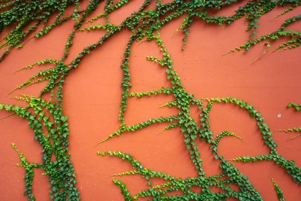 亚洲的绿色葡萄藤 — 图库照片