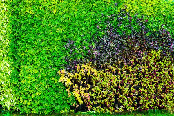 アジアの花植物壁 — ストック写真