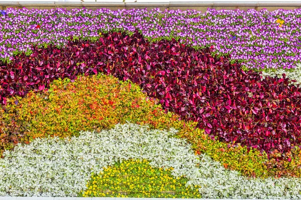 Flowers plant wall in China, Asia