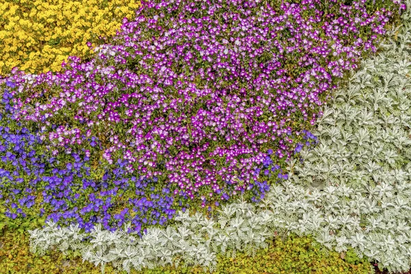 Virágok Növény Háttér Fal — Stock Fotó