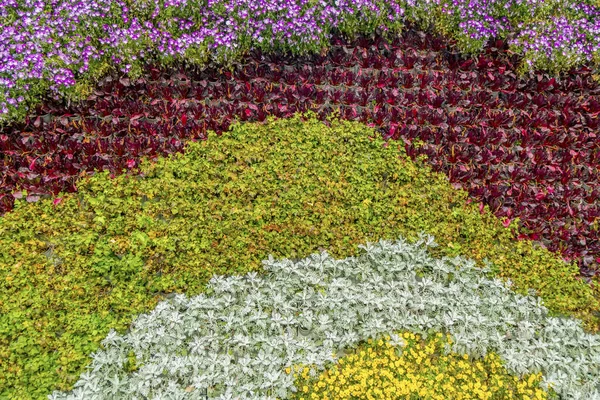 花植物の背景壁 — ストック写真