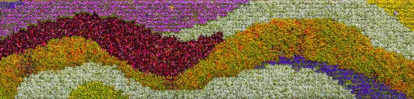Стена Завода Цветов Китае Азии — стоковое фото