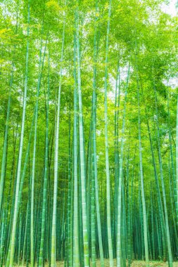 Çin 'deki bambu ormanı.