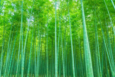 Çin 'deki bambu ormanı.