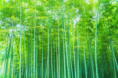 Çin 'deki bambu ormanı.