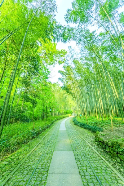 Bosque Bambú China —  Fotos de Stock