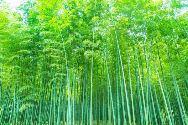 Çin 'deki bambu ormanı.