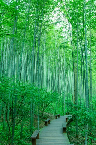 中国竹林 — 图库照片