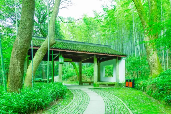 Bambuswald China — Stockfoto