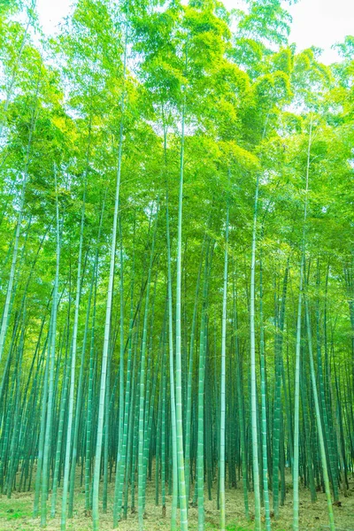 Bambuskog Kina — Stockfoto