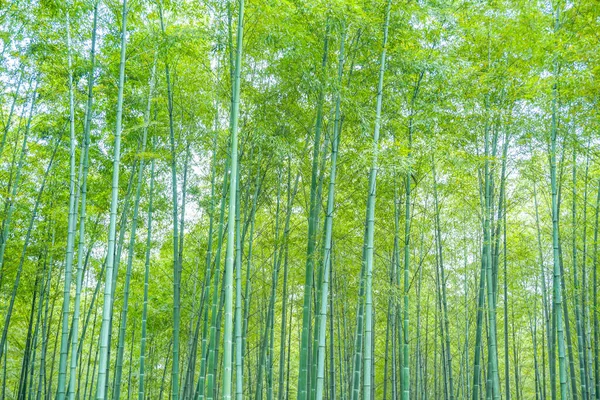 Forêt Bambous Chine — Photo