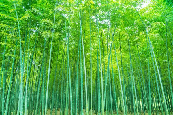 Bambuskog Kina — Stockfoto