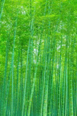 Çin 'deki bambu ormanı.