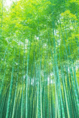 Çin 'deki bambu ormanı.