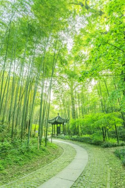Çin 'deki bambu ormanı.