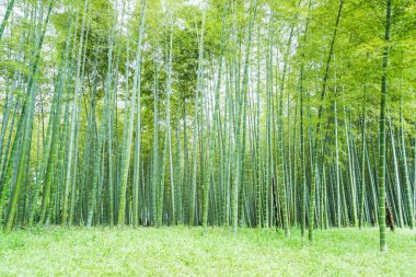 Çin 'deki bambu ormanı.