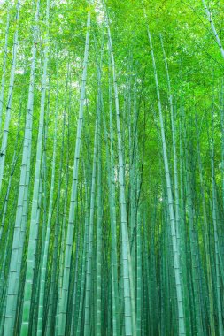 Çin 'deki bambu ormanı.