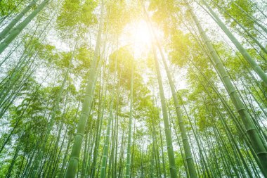 Çin 'deki bambu ormanı.