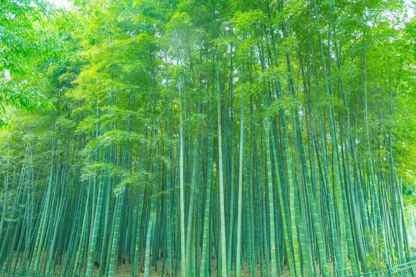Bamboo Forest China — Stock Photo, Image