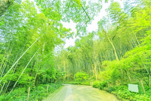 Бамбуковые Леса Китая — стоковое фото
