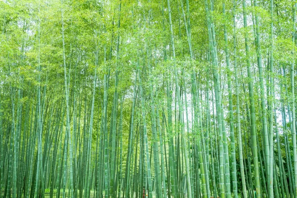 Bambuskog Kina — Stockfoto