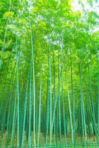 Bamboo Forest China — Stock Photo, Image