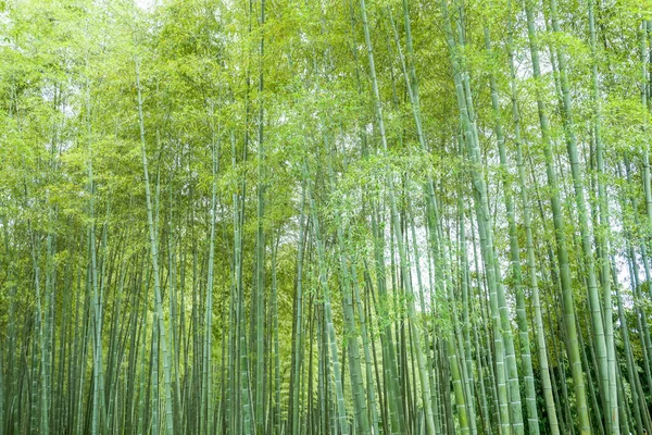 Forêt Bambous Chine — Photo