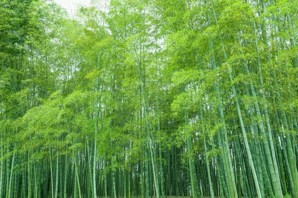 Floresta Bambu China — Fotografia de Stock