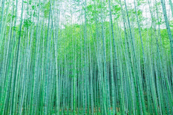 Floresta Bambu China — Fotografia de Stock