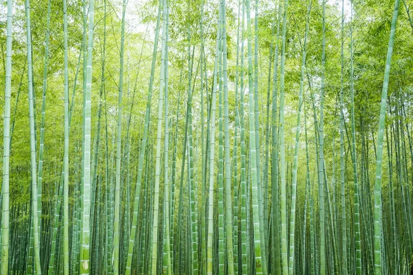 Forêt Bambous Chine — Photo
