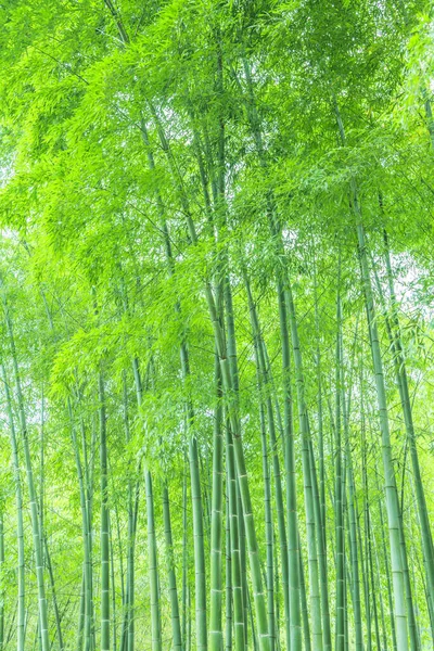 Bambuskog Kina — Stockfoto