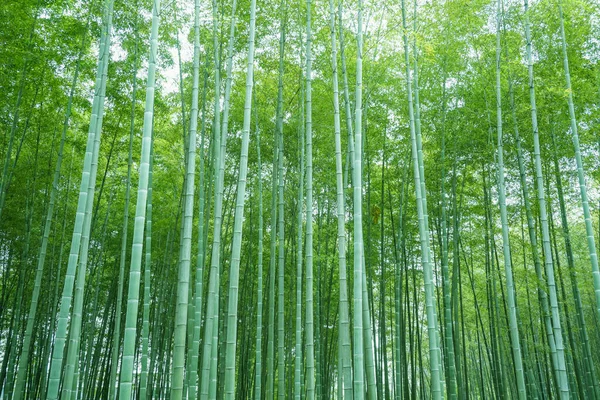 中国の竹林 — ストック写真