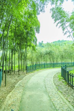 Çin 'deki bambu ormanı.