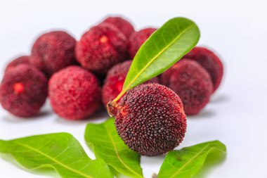 beyaz arkaplanda bayberry