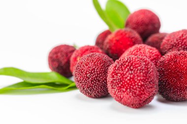 beyaz arkaplanda bayberry