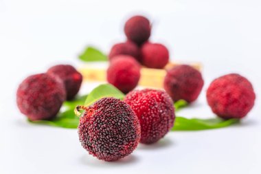 beyaz arkaplanda bayberry