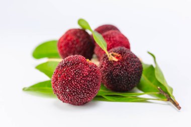 beyaz arkaplanda bayberry