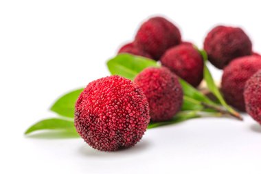 beyaz arkaplanda bayberry