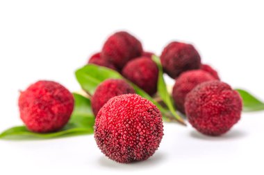 beyaz arkaplanda bayberry