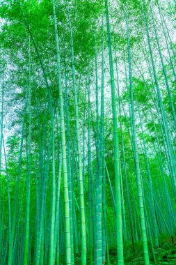 Çin 'deki bambu ormanı.