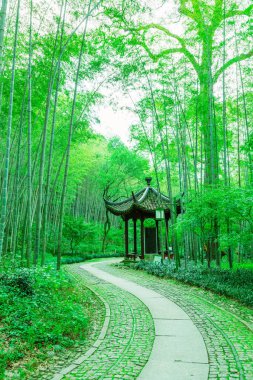 Çin 'deki bambu ormanı.