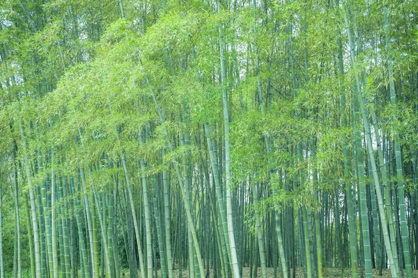 中国の竹林 — ストック写真
