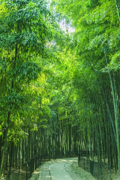 Bosque Bambú China —  Fotos de Stock