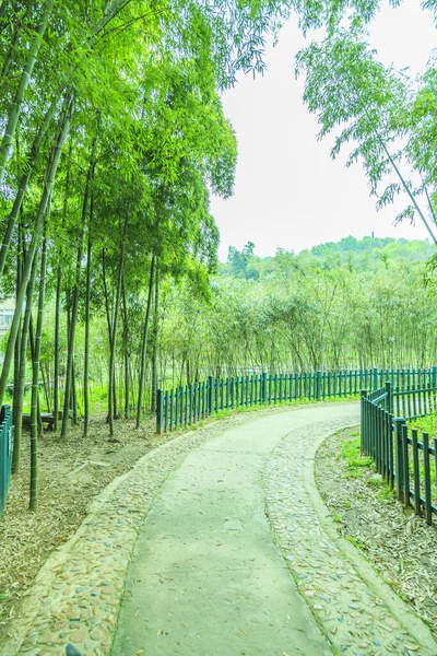 Çin 'deki bambu ormanı.