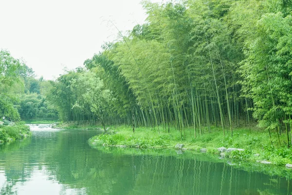 Las Bambusowy Chinach — Zdjęcie stockowe