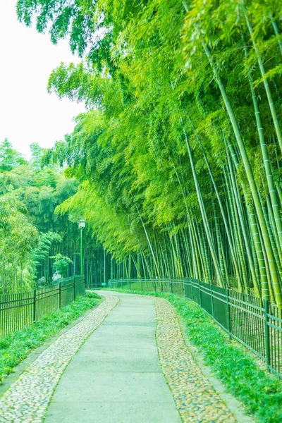 Çin Deki Bambu Ormanı — Stok fotoğraf
