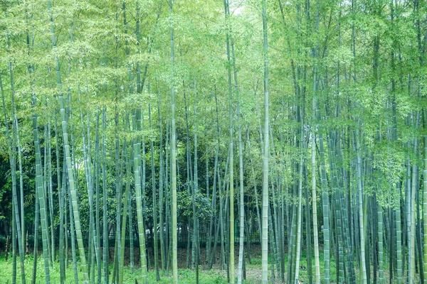 Bamboe Bos China — Stockfoto