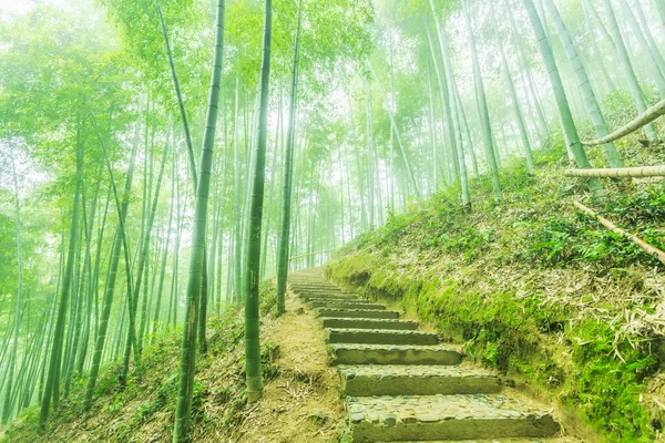 Çin Deki Bambu Ormanı — Stok fotoğraf