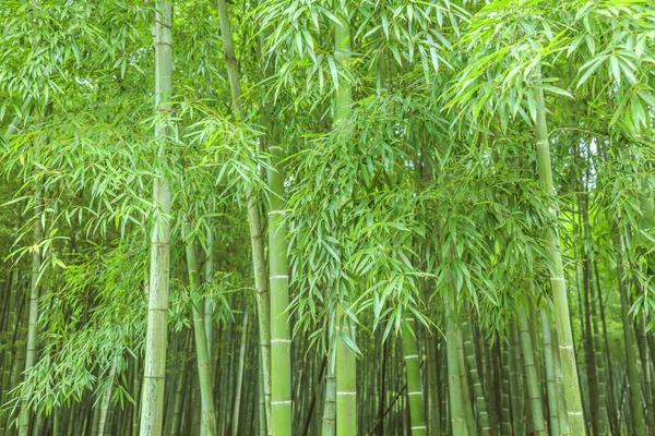 Çin 'deki bambu ormanı.