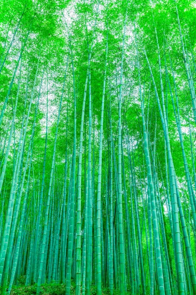 Bamboo Forest China — Stock Photo, Image